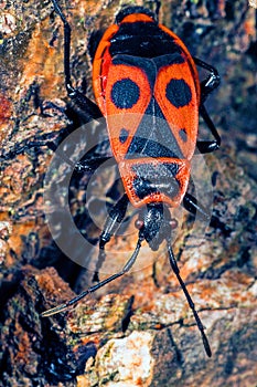 Firebug macro