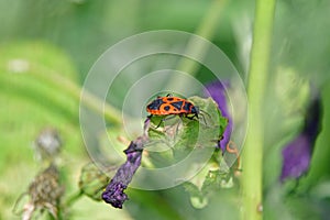 firebug on a mallow in a closeup