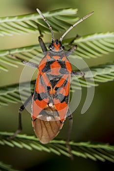 firebug, Pyrrhocoris apterus