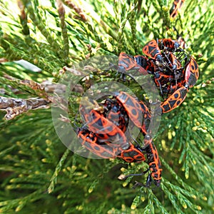 The firebug, Pyrrhocoris apterus