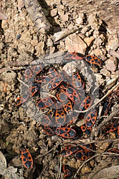 The firebug, Pyrrhocoris apterus