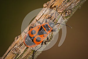 Firebug Pyrrhocoris apterus