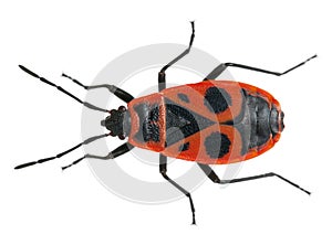 Firebug, Pyrrhocoris apterus photo