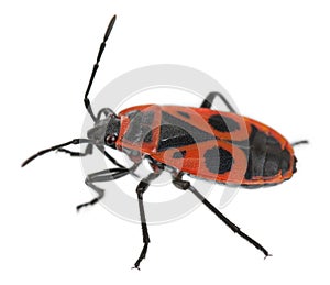 Firebug, Pyrrhocoris apterus