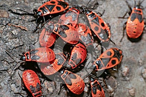 The firebug Pyrrhocoris apterus photo
