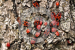 Firebug, pyrrhocoris apterus