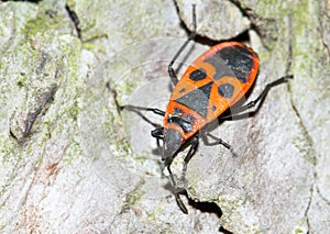 The firebug / Pyrrhocoris apterus photo