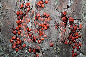 Firebug (Pyrrhocoris apterus)