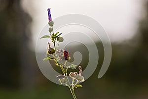 Firebug (Pyrrhocoris apterus)