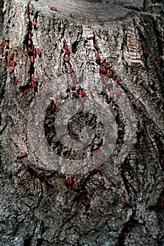 Firebug - Pyrrhocoris apterus