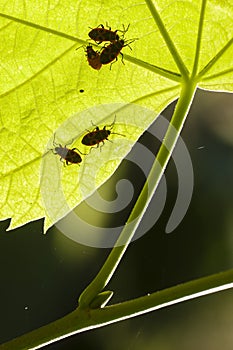 Firebug, Pyrrhocoris apterus, is a common insect of the family P