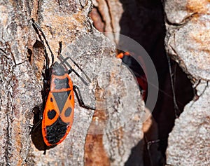 The firebug, Pyrrhocoris apterus, a common insect of the family Pyrrhocoridae