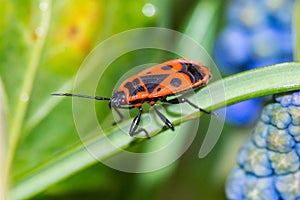Firebug, Pyrrhocoris apterus, is a common insect of the family Pyrrhocoridae photo