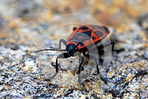 Firebug, Pyrrhocoris apterus, is a common insect of the family Pyrrhocoridae