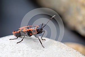 Firebug, Pyrrhocoris apterus, is a common insect of the family Pyrrhocoridae