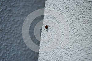 The firebug, Pyrrhocoris apterus, is a common insect of the family Pyrrhocoridae. Berlin, Germany