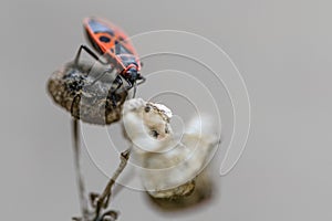 Firebug Pyrrhocoris apterus on the dry plant, macro shot, copy space