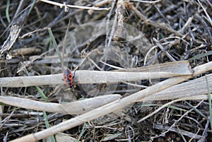 Firebug, Pyrrhocoris apterus