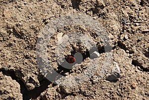 Firebug, Pyrrhocoris apterus