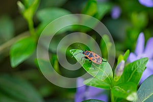 Firebug Pyrrhocoris apterus group of insects on the leaves