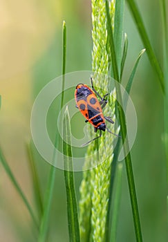 Firebug, pyrrhocoris apterus insect animal sitting on grass stem. Macro photo