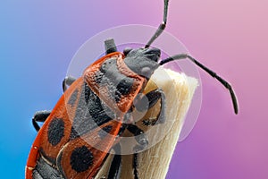 Firebug Pyrrhocoris apterus isolated close up macro