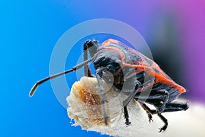 Firebug Pyrrhocoris apterus isolated close up macro, on wood