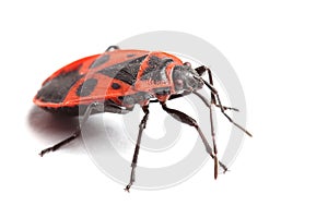 Firebug ( Pyrrhocoris apterus) isolated on white