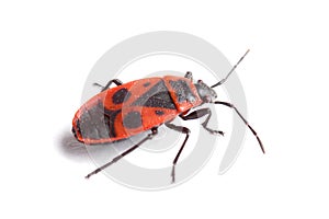 Firebug ( Pyrrhocoris apterus) isolated on white photo