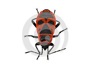 Firebug, Pyrrhocoris apterus, isolated on white background, top view