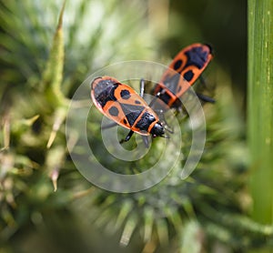 Firebug, Pyrrhocoris apterus in natural habitat, selective focus