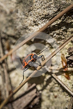 Firebug or Pyrrhocoris apterus in natural habitat in spring