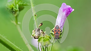 Firebug Pyrrhocoris apterus on pink flower of Common Mallow