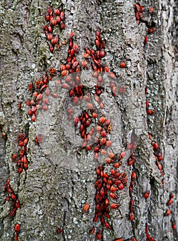 Firebug Pyrrhocoris Apterus plague in a tree trunk