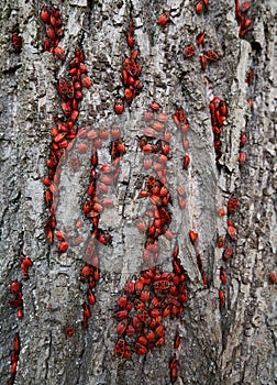 Firebug Pyrrhocoris Apterus plague in a tree trunk photo