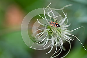 A firebug Pyrrhocoris apterus sits on a flower