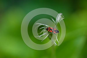 A firebug Pyrrhocoris apterus sits on a flower