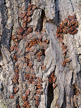 Firebug - Pyrrhocoris apterus