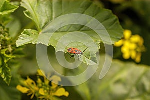 Firebug (Pyrrhocoris apterus) Standing On A Green Leaf