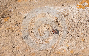 A firebug - Pyrrhocoris apterus