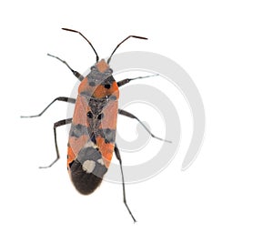 Firebug, Pyrrhocoris apterus on white background