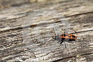 Firebug, Pyrrhocoris apterus on wood, macro photo