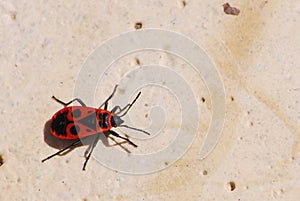 Firebug (pyrrhocoris heteroptera)