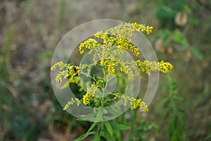 The firebug sits on the yellow flowers of Solidago canadensis in August. Berlin, Germany