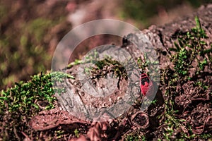Firebug on the tree with moss
