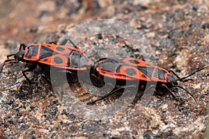 Firebugs. Common insect of the family Pyrrhocoridae.