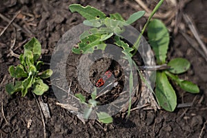 Firebugs on the ground between green plants