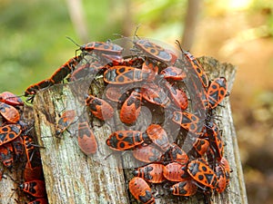 Firebugs