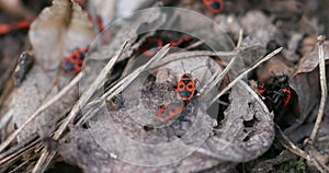 Firebugs insects Pyrrhocoris Apterus on the Ground. Springtime in Wild Nature. Beetles With a Red Spotted Back 2