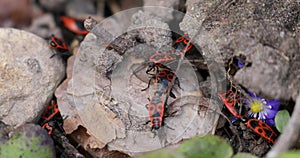 Firebugs insects Pyrrhocoris Apterus on the Ground. Springtime in Wild Nature. Beetles With a Red Spotted Back